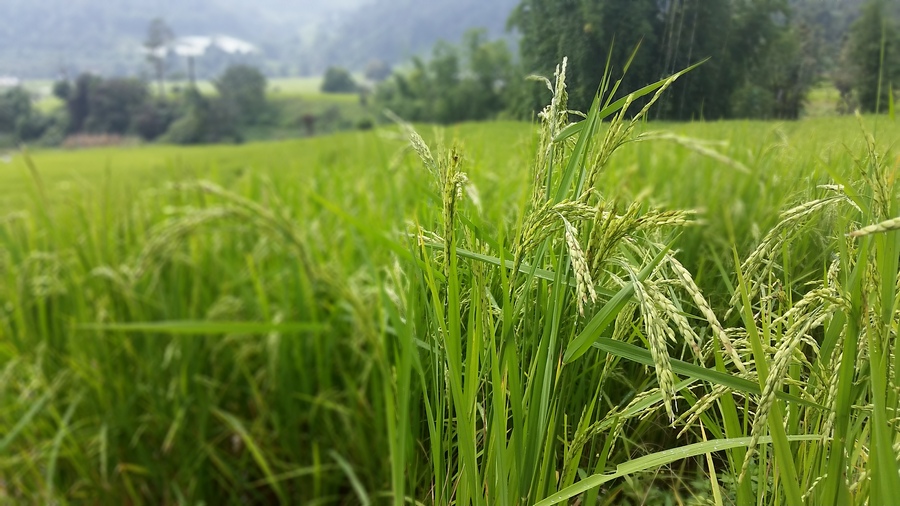 rice field Chiangmai